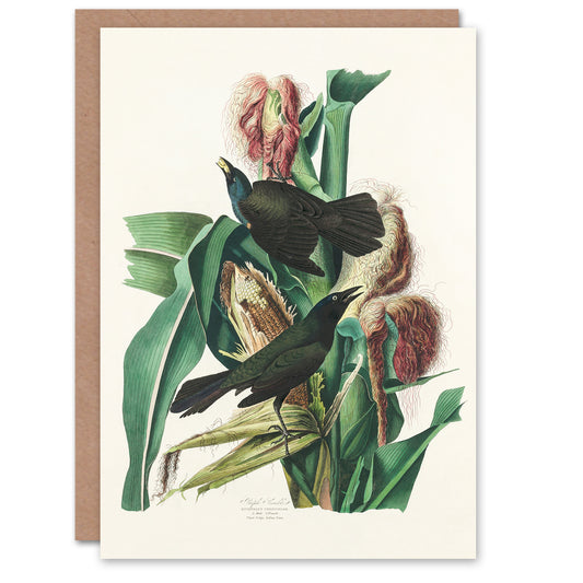 John James Audubon Art Card Purple Grackle Crow Blackbird