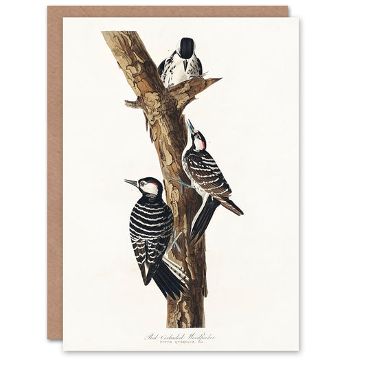 John James Audubon Art Card Red Cockaded Woodpecker