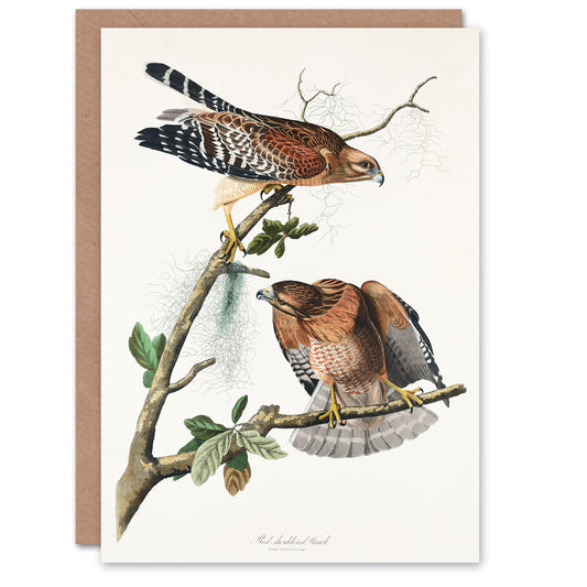 John James Audubon Art Card Red Shouldered Hawk