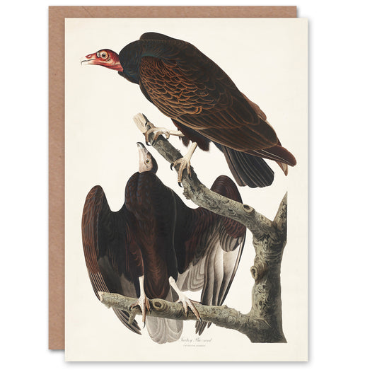 John James Audubon Art Card Turkey Buzzard Vulture