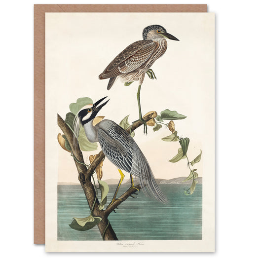 John James Audubon Art Card Yellow Crowned Heron