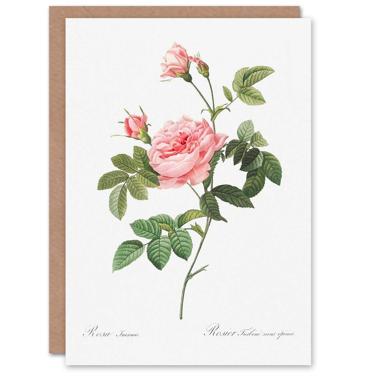 Pierre-Joseph Redouté Art Card Boursault Rose Vintage Floral