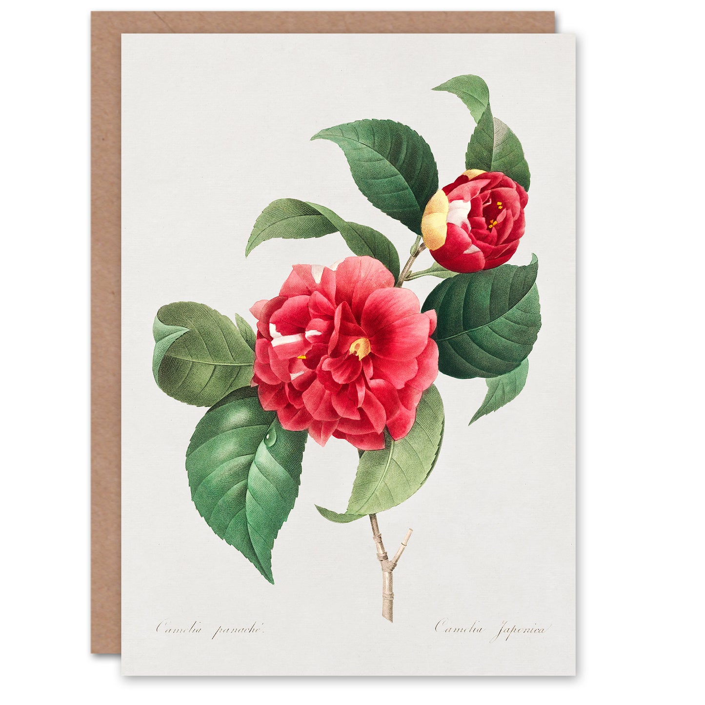 Pierre-Joseph Redouté Art Card Camelia Vintage Floral Illustration