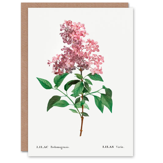 Pierre-Joseph Redouté Art Card Chinese Lilac Vintage Floral Illustration