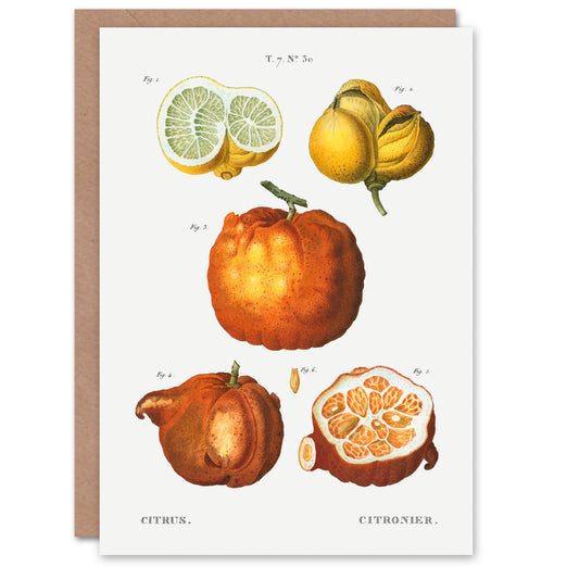 Pierre-Joseph Redouté Art Card Citrus Fruit Vintage Illustration