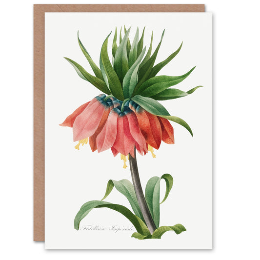 Pierre-Joseph Redouté Art Card Crown Imperial Flower