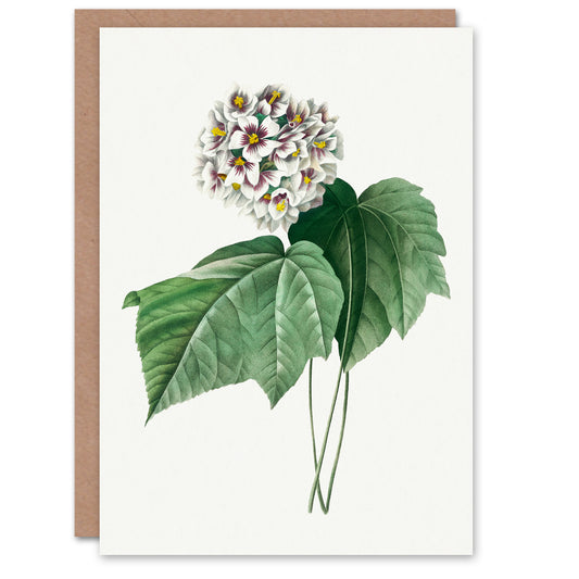 Pierre-Joseph Redouté Art Card White Dombeya Amelia Flowers