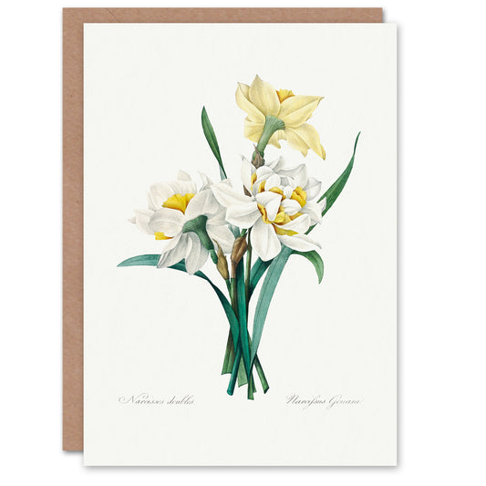 Pierre-Joseph Redouté Art Card Daffodil Vintage Floral Illustration