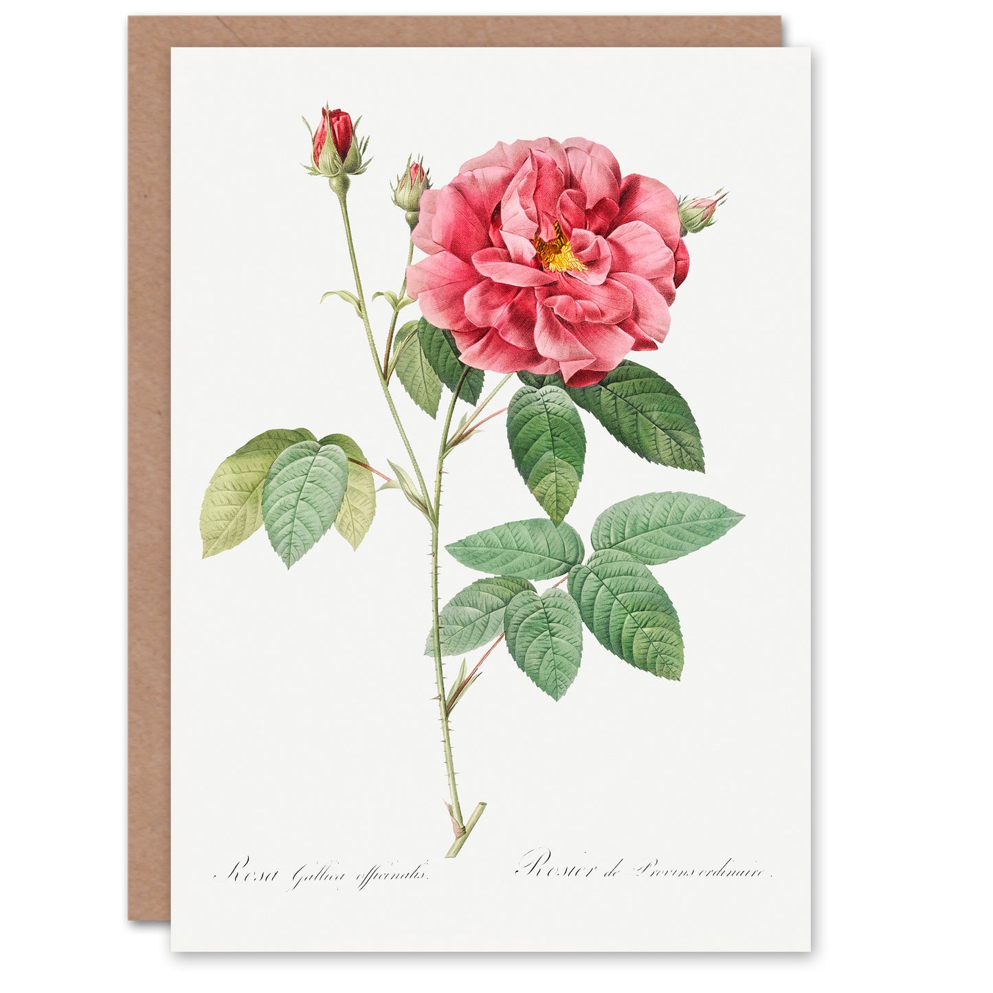 Pierre-Joseph Redouté Art Card Vintage French Rose Illustration