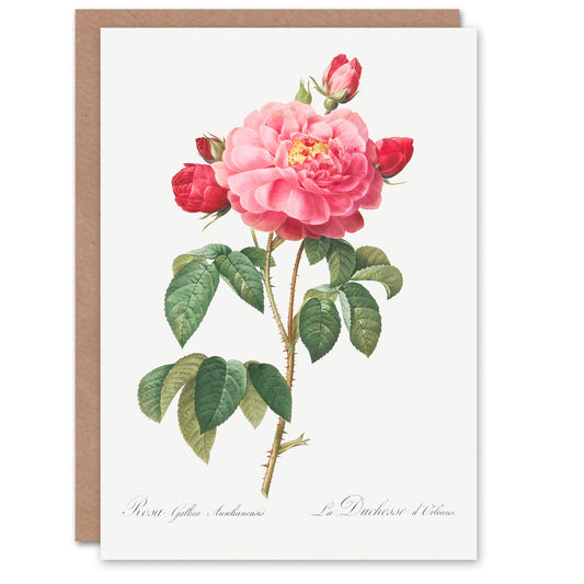 Pierre-Joseph Redouté Art Card French Rose Vintage Botanical Illustration