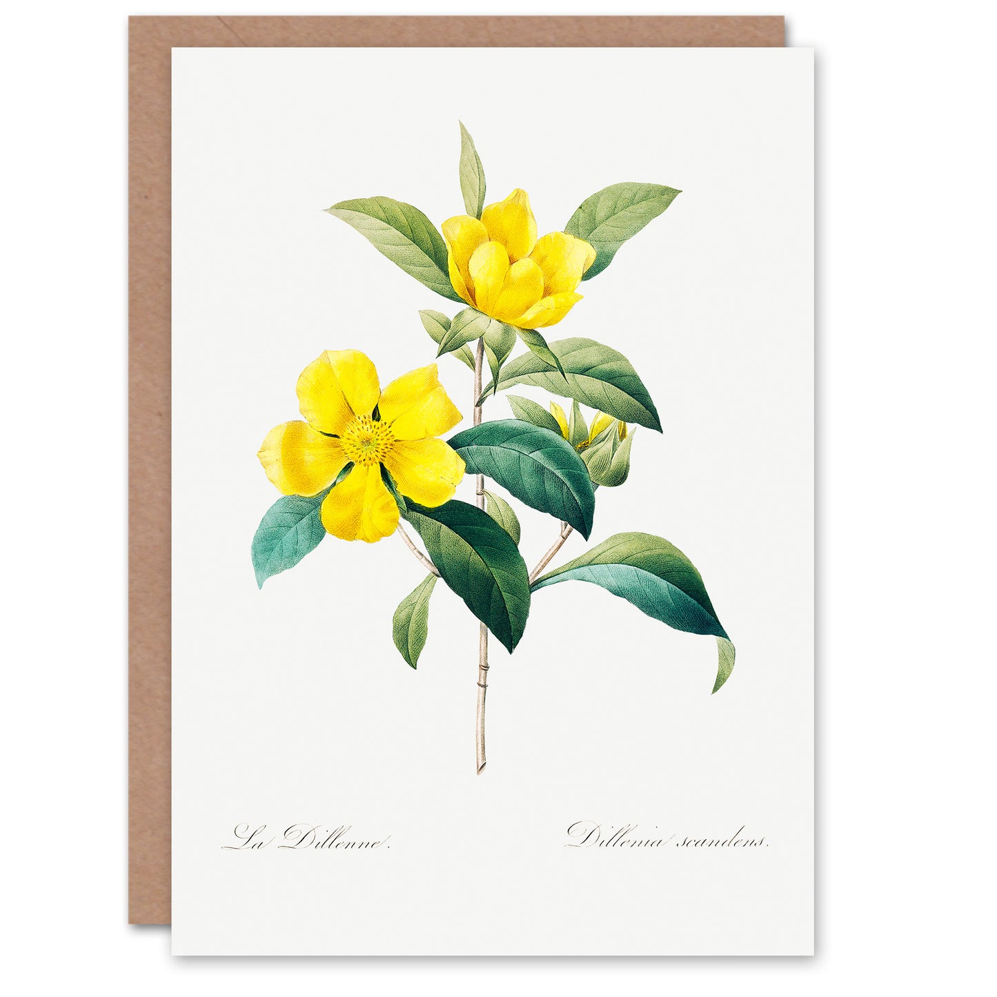 Pierre-Joseph Redouté Art Card Golden Guinea Vine Flowers