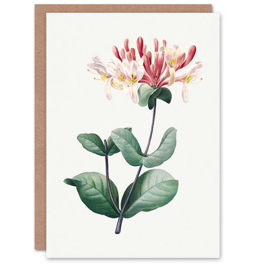 Pierre-Joseph Redouté Art Card Honeysuckle Vintage Botanical Illustration