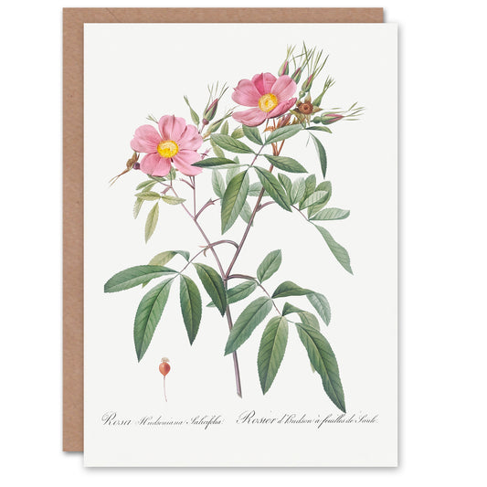 Pierre-Joseph Redouté Art Card Hudson Swamp Rose Flowers