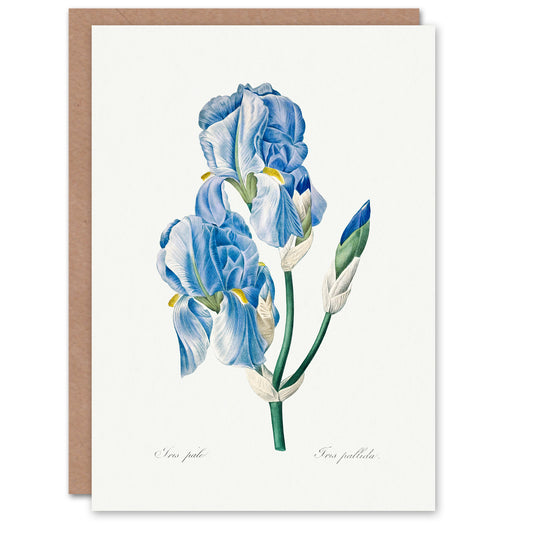 Pierre-Joseph Redouté Art Card Iris Pallida Vintage Botanical