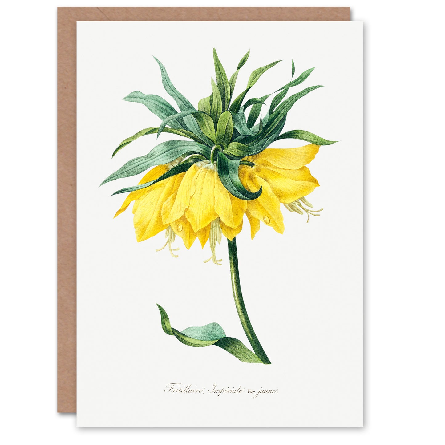 Pierre-Joseph Redouté Art Card Yellow Crown Imperial Flower