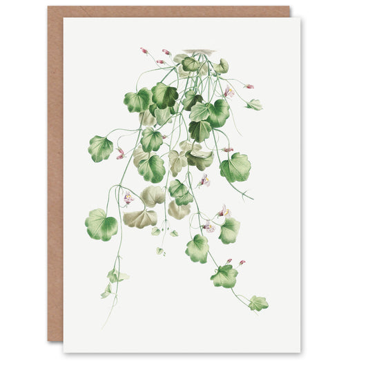 Pierre-Joseph Redouté Art Card Kenilworth Ivy Vintage Botanical Illustration