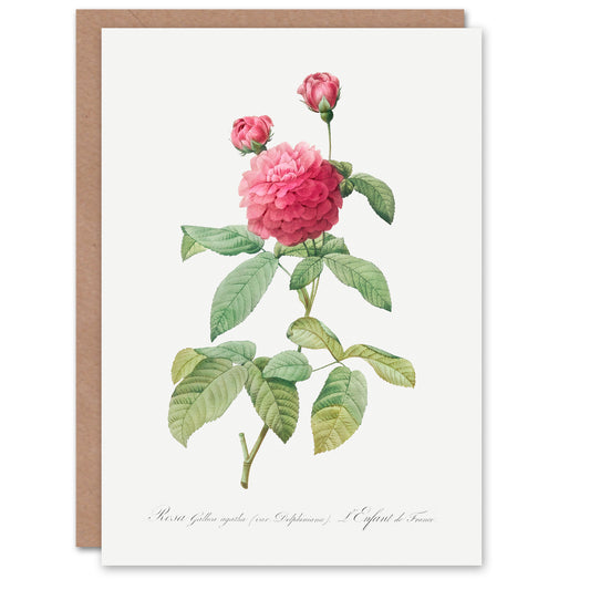 Pierre-Joseph Redouté Art Card Agatha Rose Vintage Botanical Illustration