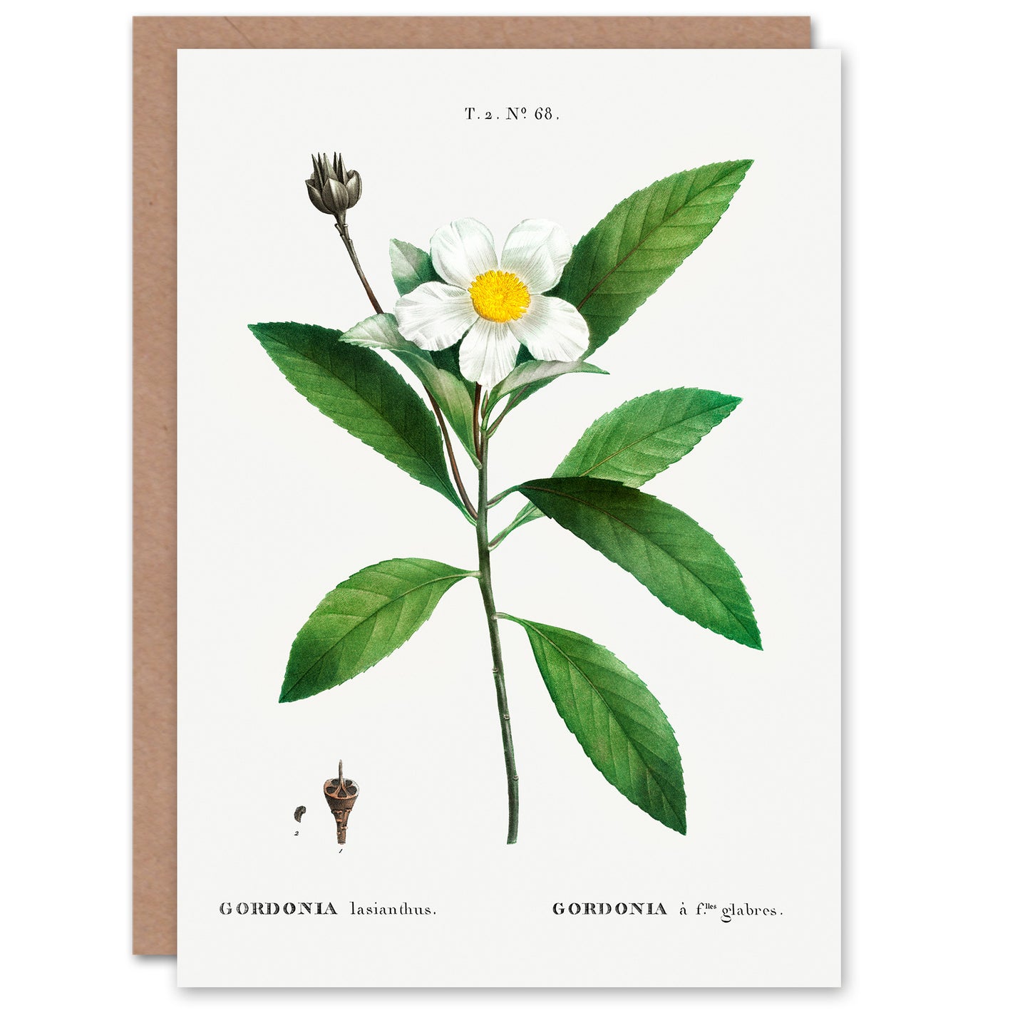 Pierre-Joseph Redouté Art Card Gordonia Tree Loblolly Bay Flowers