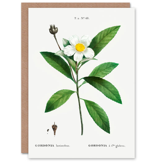 Pierre-Joseph Redouté Art Card Gordonia Tree Loblolly Bay Flowers