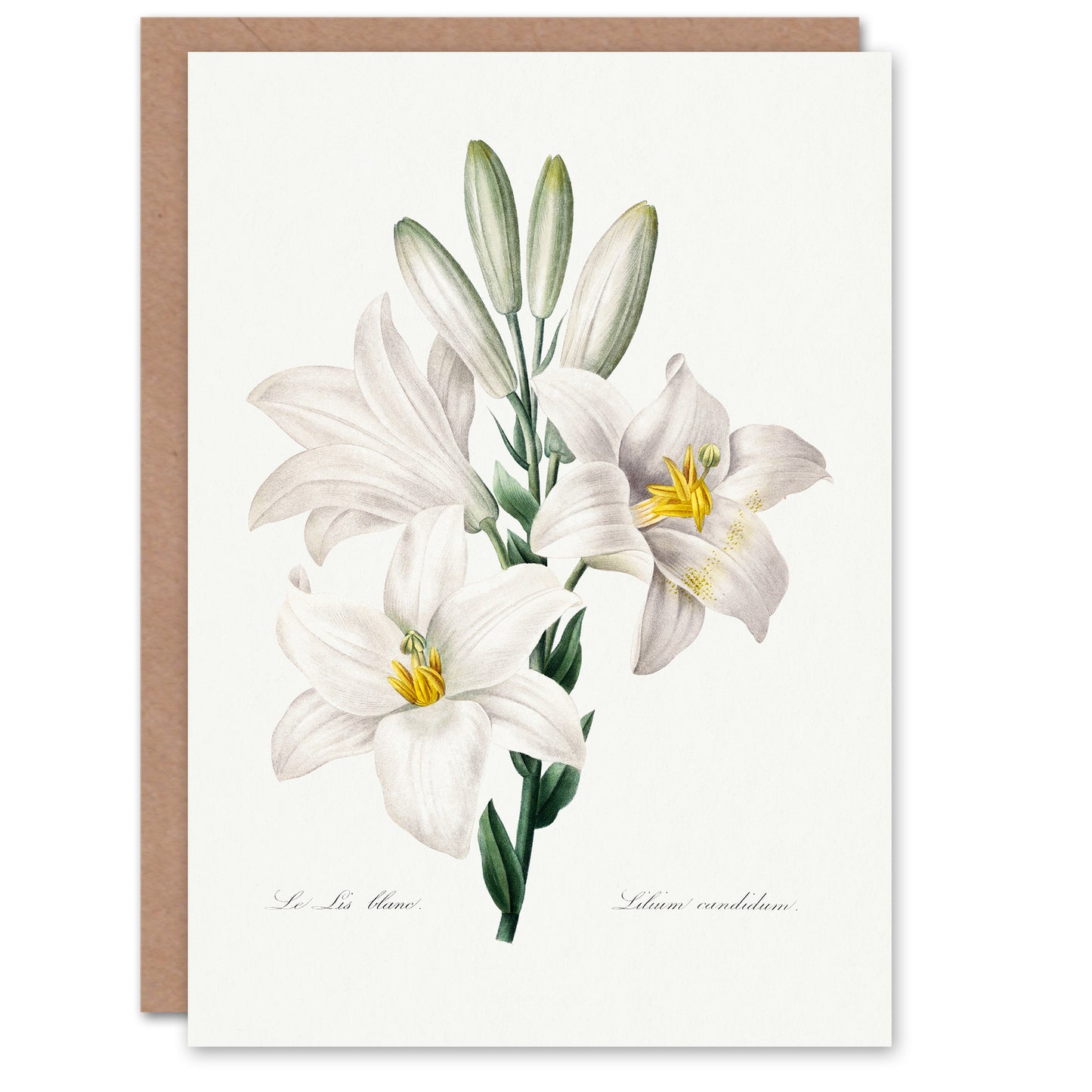 Pierre-Joseph Redouté Art Card White Lily Vintage Botanical Illustration
