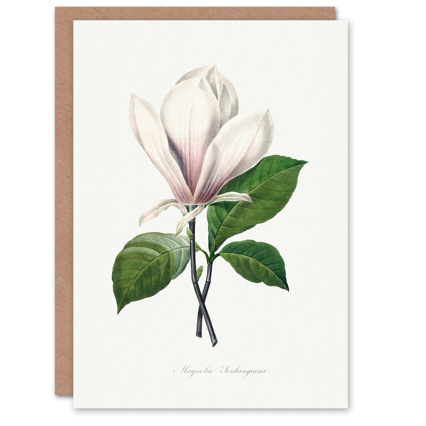 Pierre-Joseph Redouté Art Card Saucer Magnolia Flower