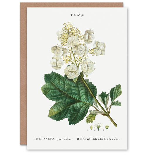 Pierre-Joseph Redouté Art Card Oakleaf Hydrangea Flowers