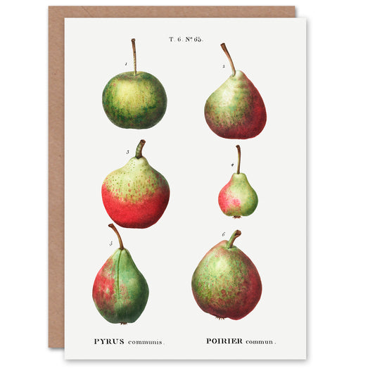 Pierre-Joseph Redouté Art Card Pear Fruit Varieties Vintage Illustration