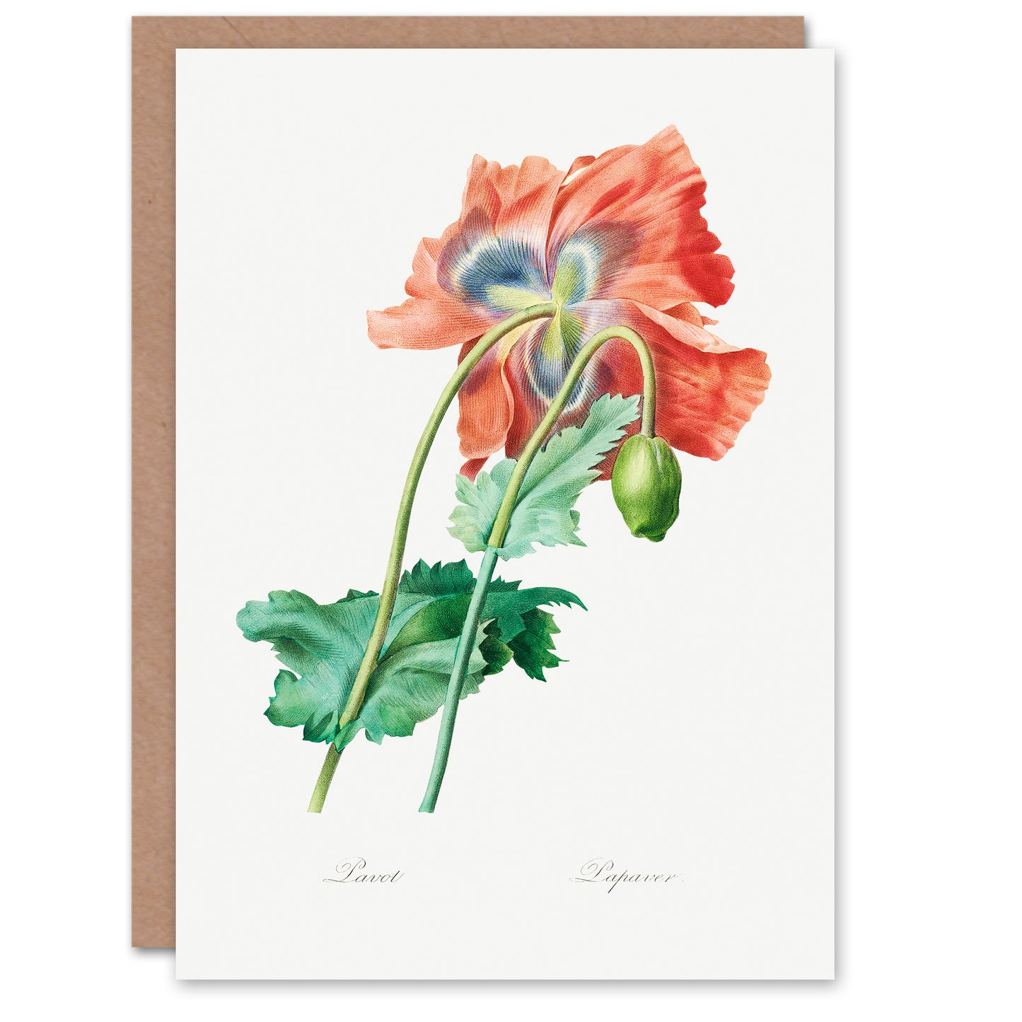 Pierre-Joseph Redouté Art Card Poppy Flower Vintage Botanical Illustration