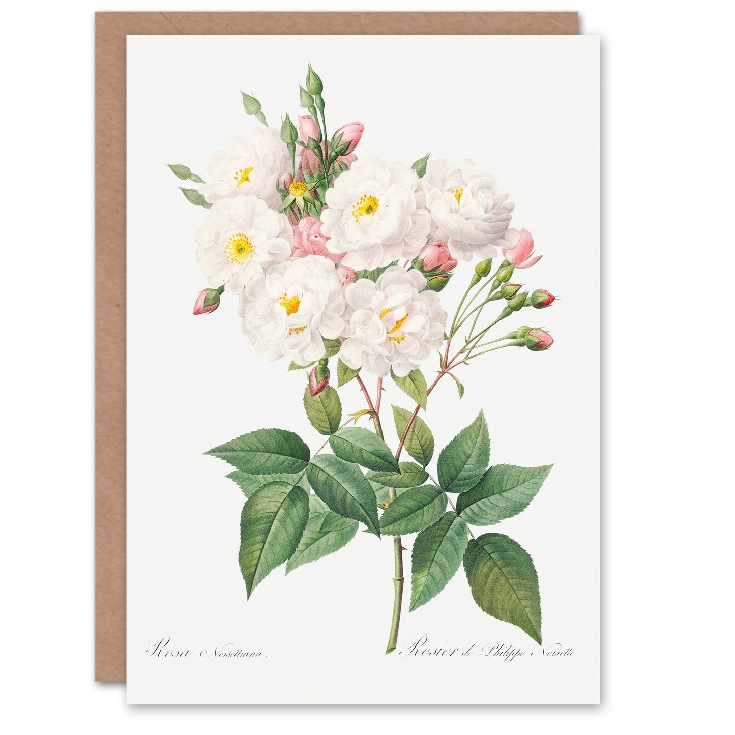 Pierre-Joseph Redouté Art Card Noisette Rose Vintage Floral Illustration
