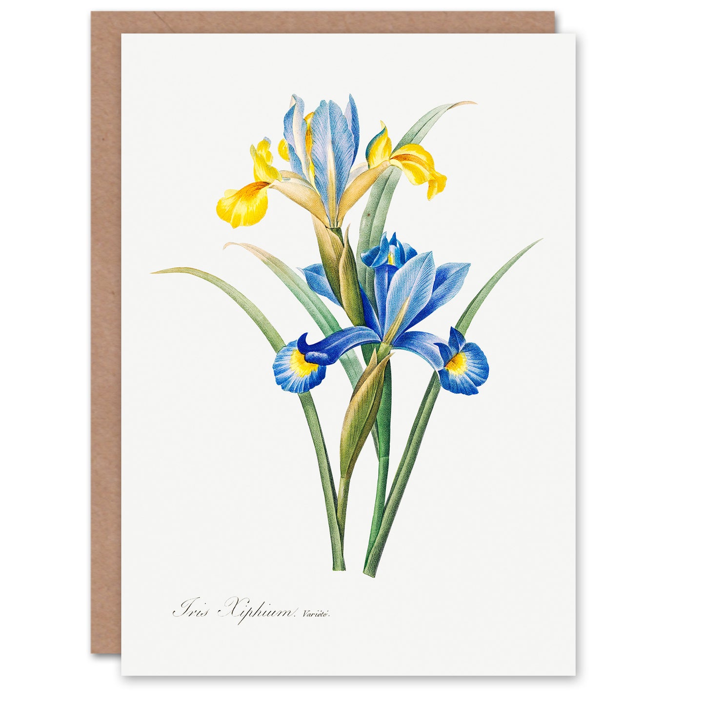 Pierre-Joseph Redouté Art Card Spanish Iris Vintage Botanical Illustration