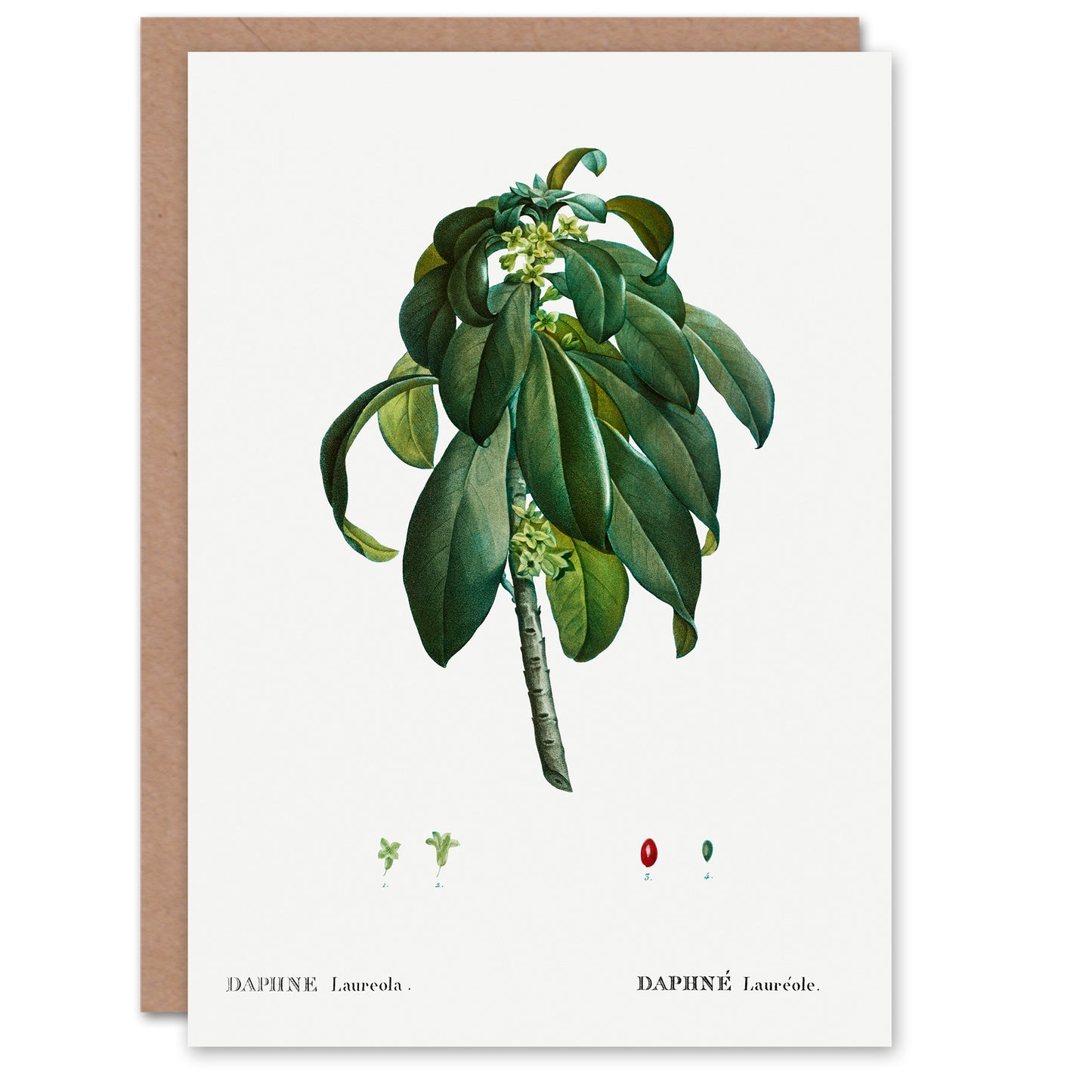 Pierre-Joseph Redouté Art Card Spurge Laurel Vintage Botanical Illustration