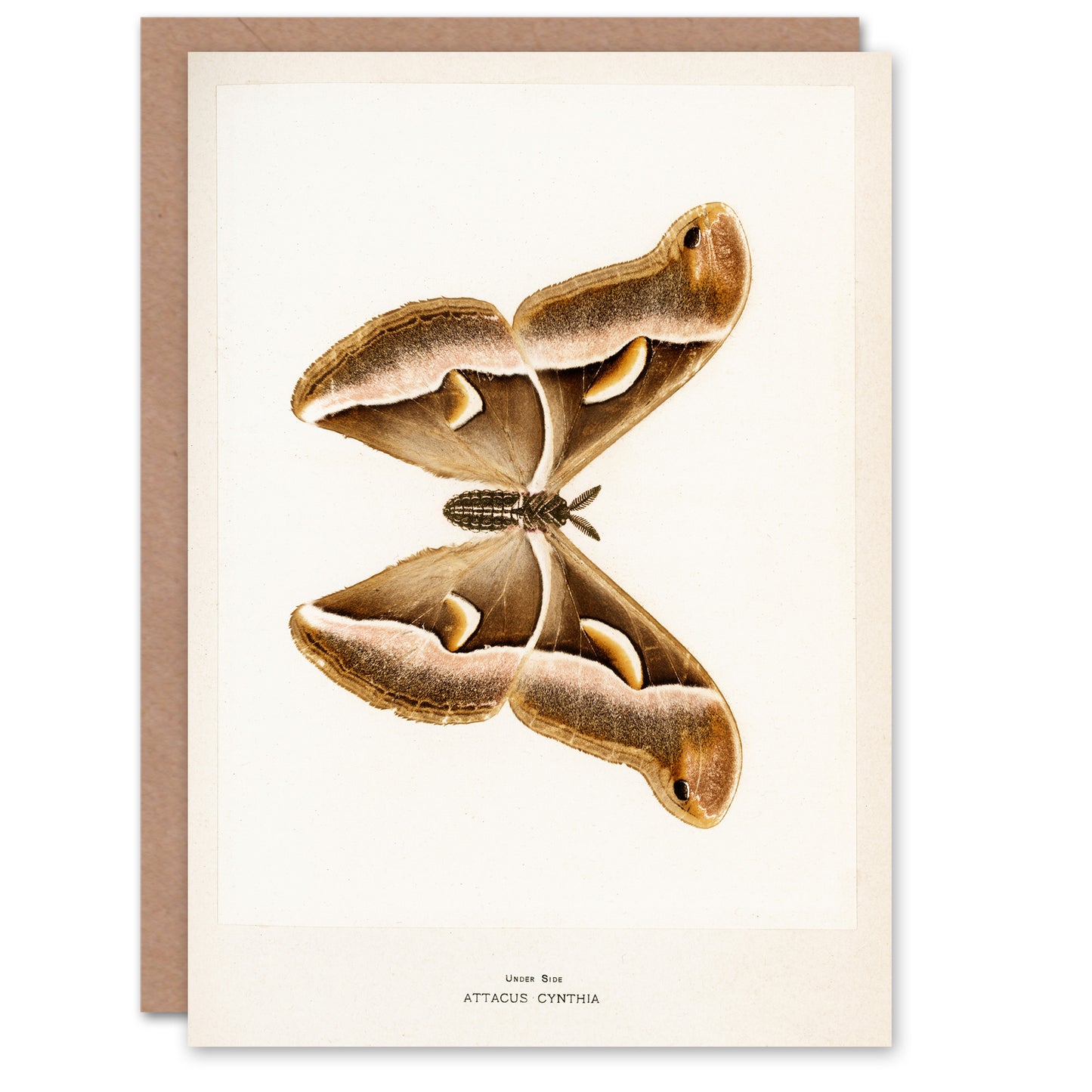 Sherman Denton Art Card Ailanthus Silk Moth Vintage Illustration