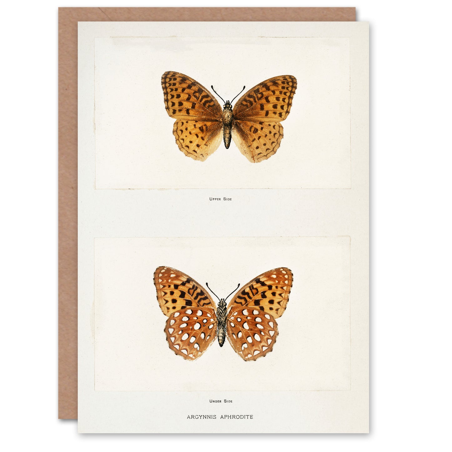 Sherman Denton Art Card Aphrodite Fritillary Butterfly
