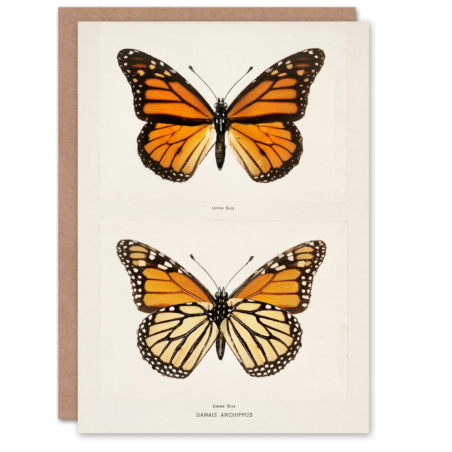 Sherman Denton Art Card Monarch Butterfly Vintage Illustration