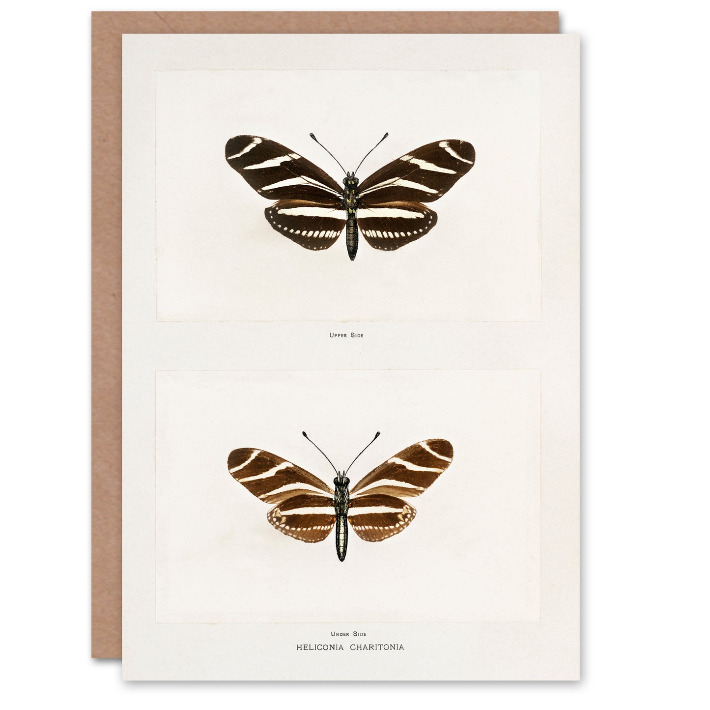 Sherman Denton Art Card Zebra Longwing Butterfly