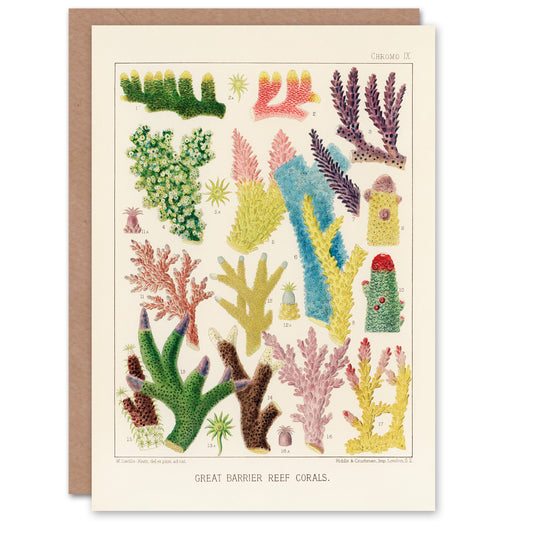 William Saville Kent Art Card Great Barrier Reef Corals