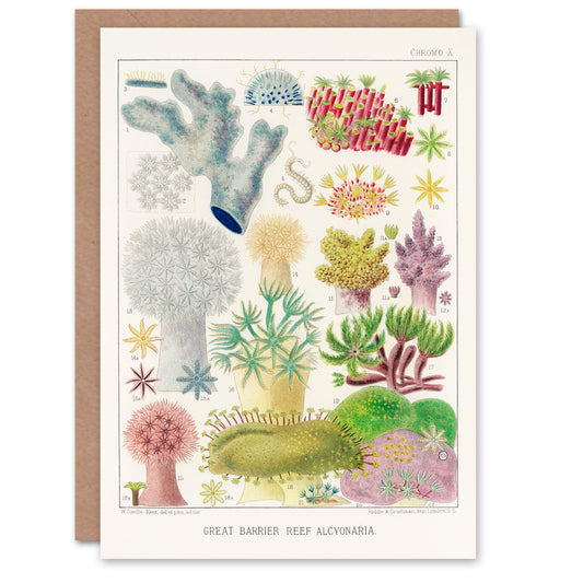 William Saville Kent Art Card Great Barrier Reef Alcyonaria