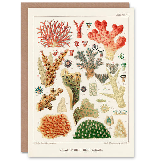 William Saville Kent Art Card Great Barrier Reef of Australia Corals