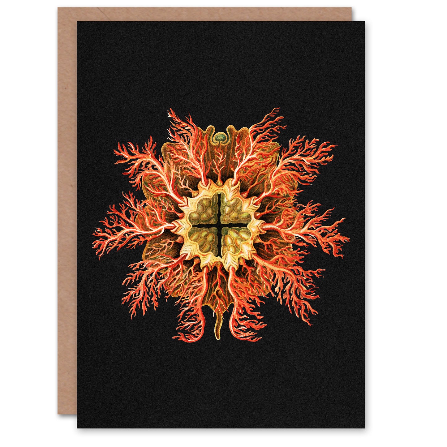 Ernst Haeckel Art Card Tunicate Marine Animal on Black