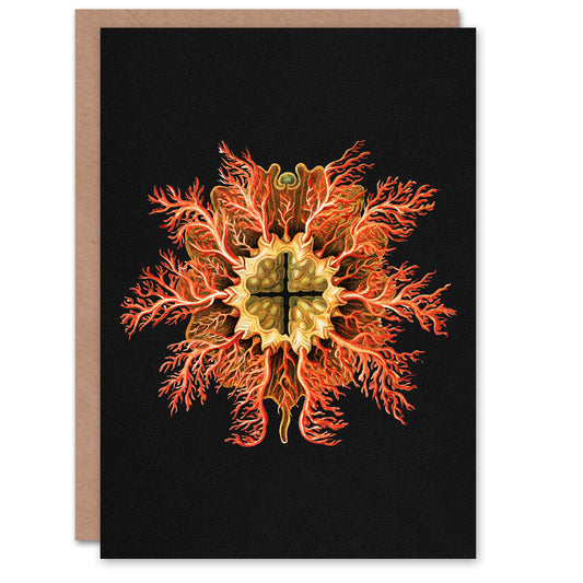 Ernst Haeckel Art Card Tunicate Marine Animal on Black