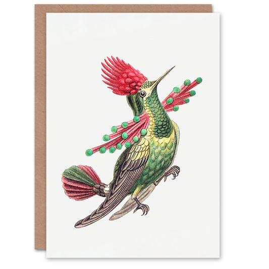 Ernst Haeckel Art Card Hummingbird Vintage Illustration
