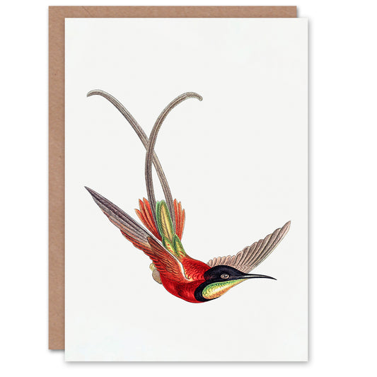 Ernst Haeckel Art Card Crimson Topaz Hummingbird
