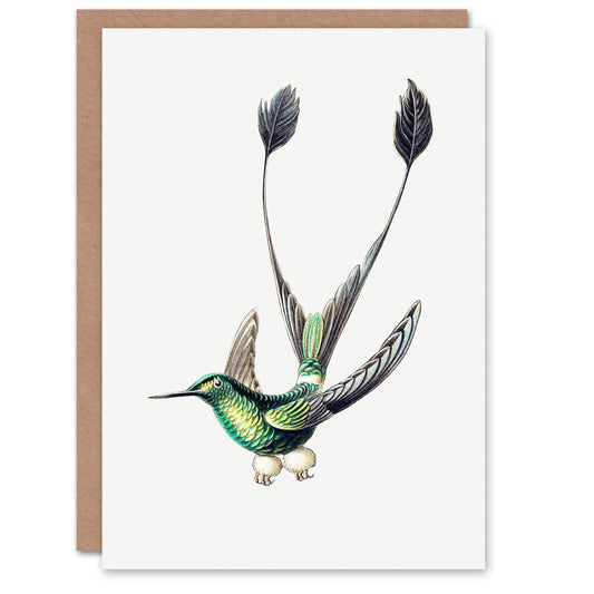 Ernst Haeckel Art Card Marvelous Spatuletail Hummingbird