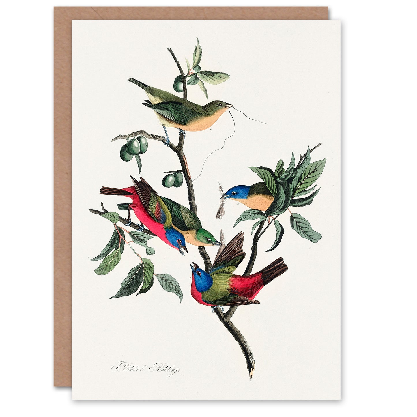 John James Audubon Art Card Painted Finch on Olive Branch