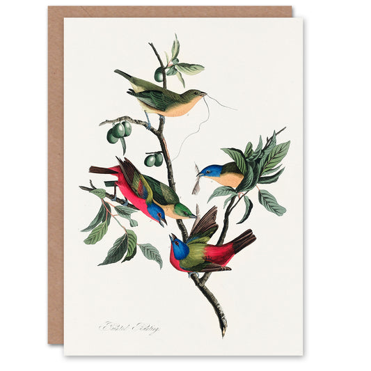 John James Audubon Art Card Painted Finch on Olive Branch