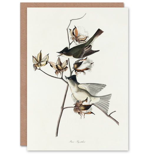 John James Audubon Art Card Pewit Flycatcher Birds