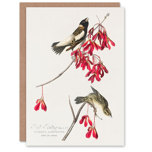 John James Audubon Art Card Rice Birds and Maple Tree Flowers