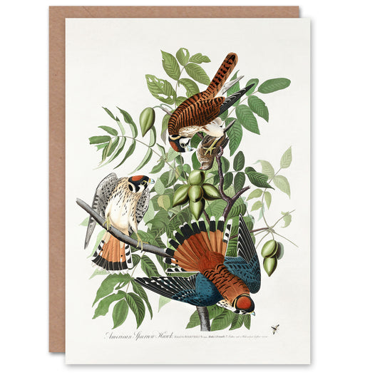 John James Audubon Art Card Sparrow Hawk on Walnut Tree