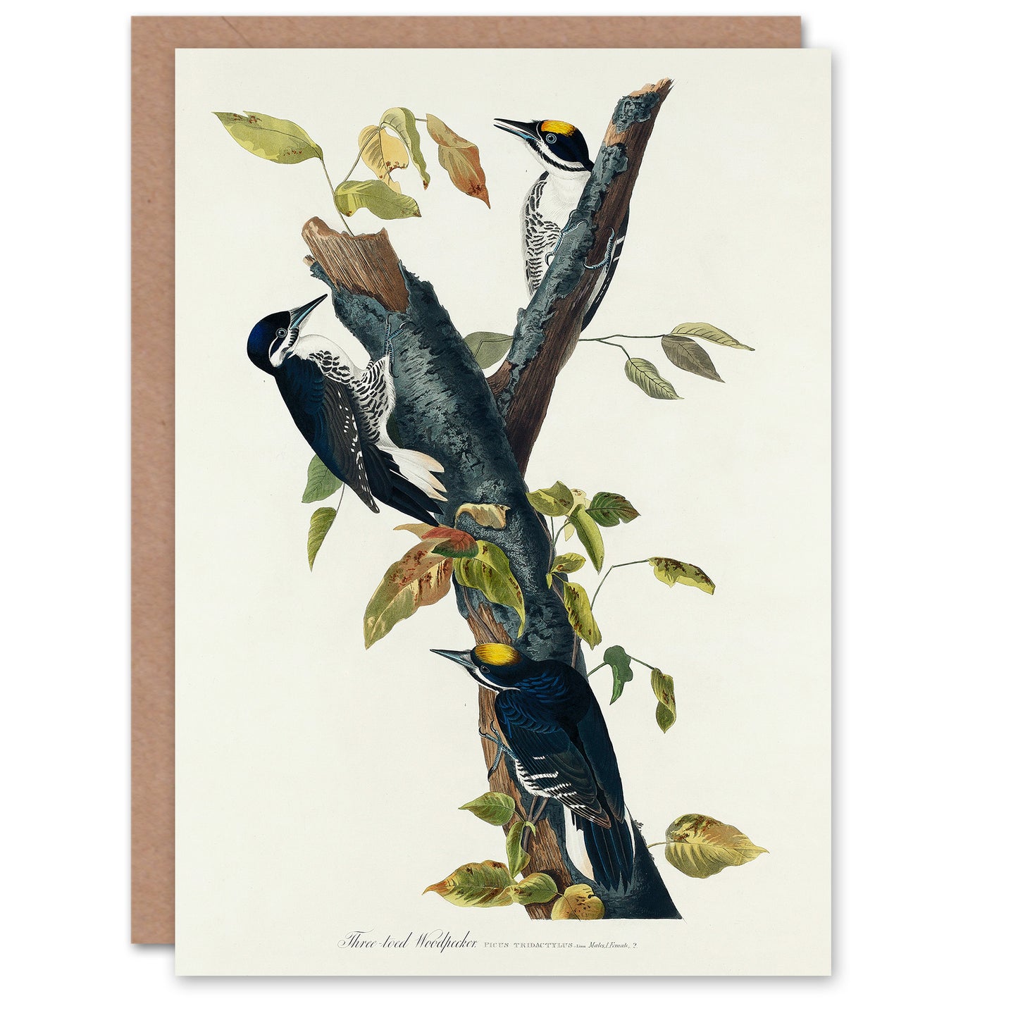 John James Audubon Art Card Three Toed Woodpecker
