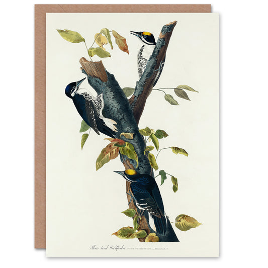 John James Audubon Art Card Three Toed Woodpecker